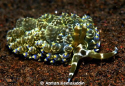Rare species...! by Azman Kamaluddin 